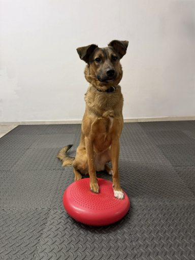 Training
