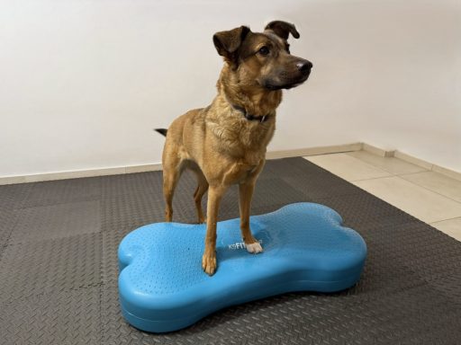 Hund auf Balance Kissen