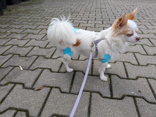 Kinesiotaping beim kleinen Hund