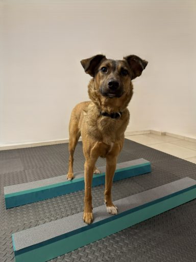 Hund auf Schwebebalken