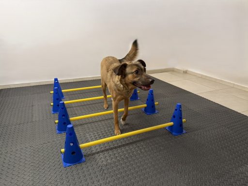 Hund läuft über Cavaletti