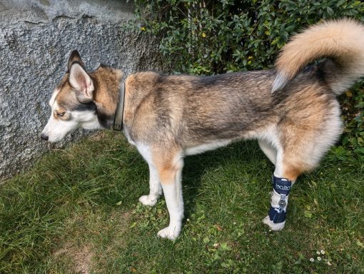Handicap-Hund - Tarsalgelenksorthese