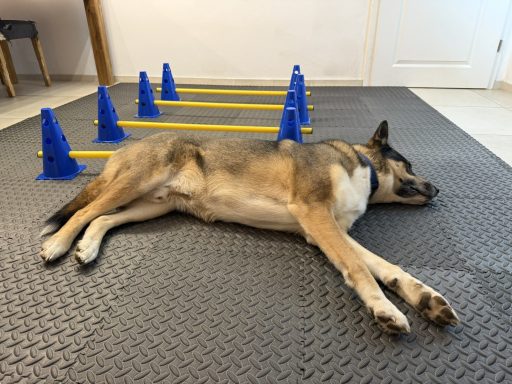 Sport macht müde